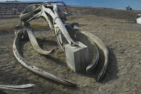 Ученые: Скелет кита сообщил о поднятии Восточно-Африканской равнины