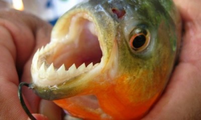 Ученые доказали, что рыбы были первыми существами, у которых появились зубы