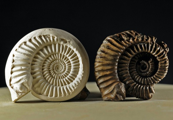  Novosibirsk found fossils of clams older than 400 million years old 