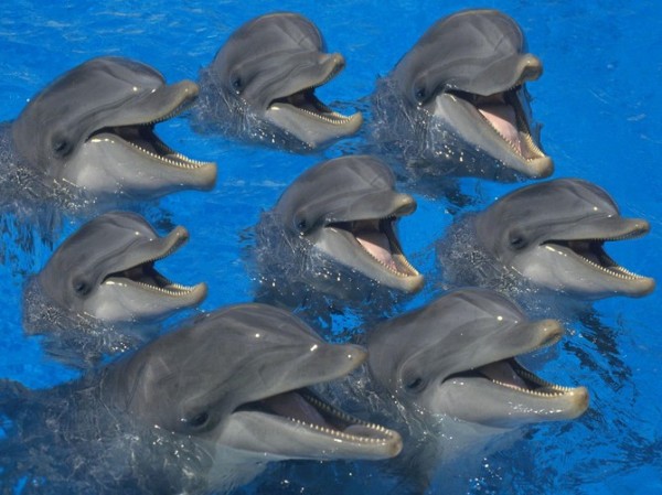 На атлантическое побережье Канады выбросились 16 дельфинов