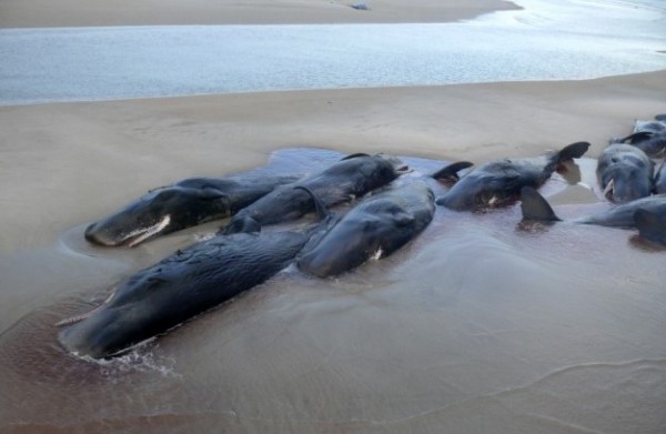 У берегов Аляски зафиксировали массовую гибель китов