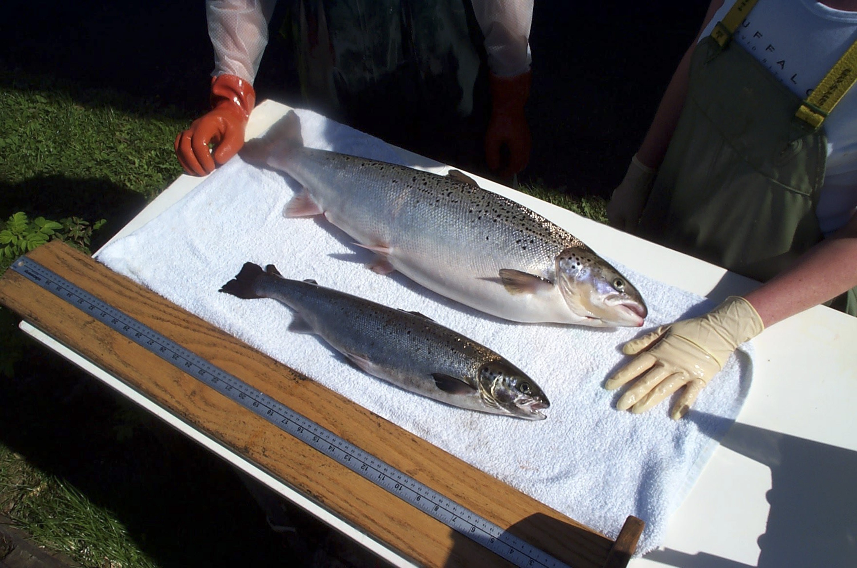 В США официально разрешили употребление в пищу генетически модифицированного лосося
