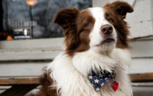 Собака-мэр поделилась предвыборной программой на пост президента США