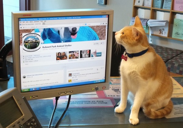 Хакер заставил пользователей Twitter писать о котах
