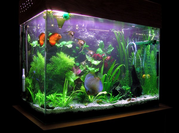 Как правильно ухаживать за аквариумом в домашних условиях?