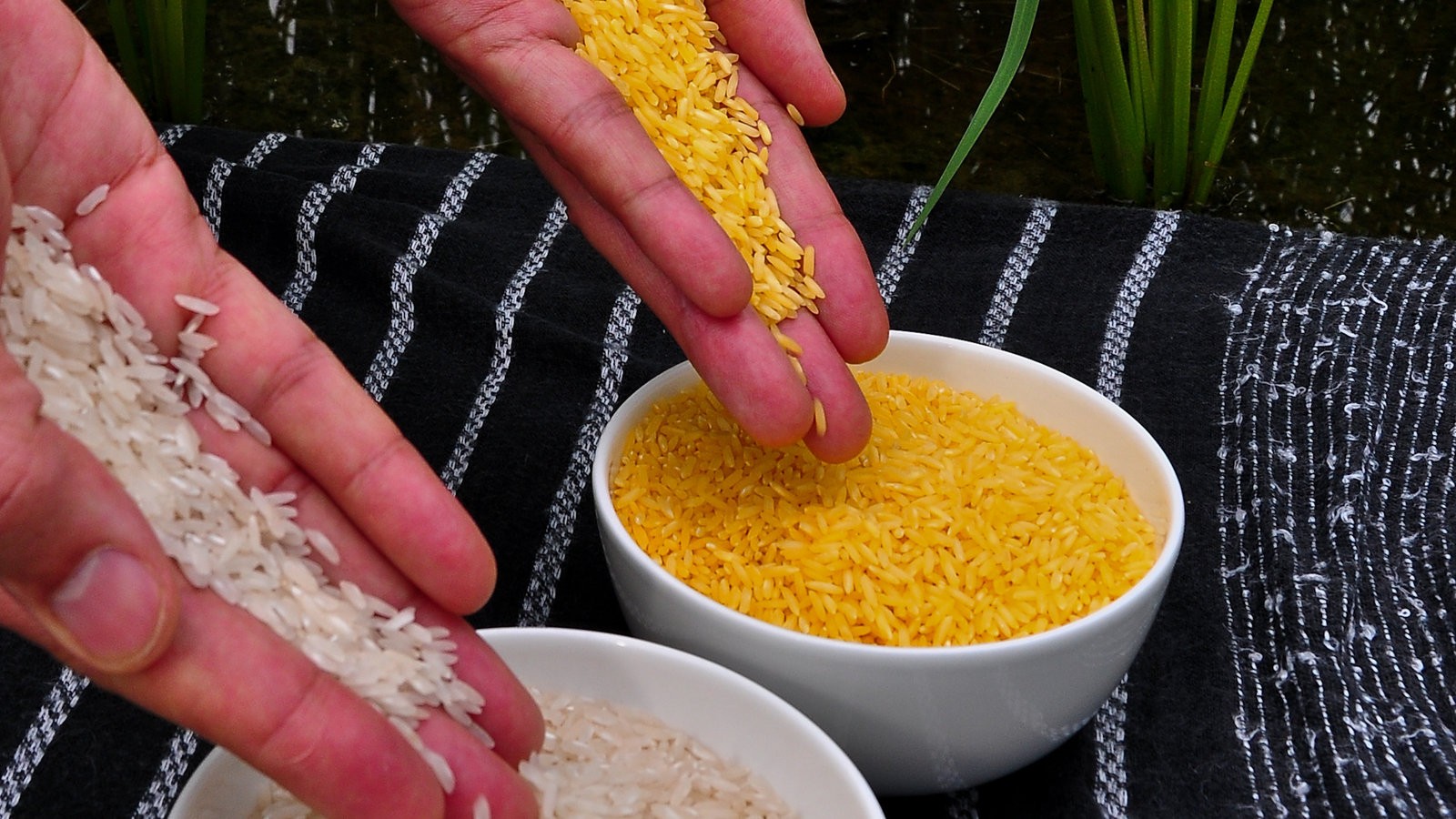 Ученые ГМО-рис является единственным спасением людей от голода