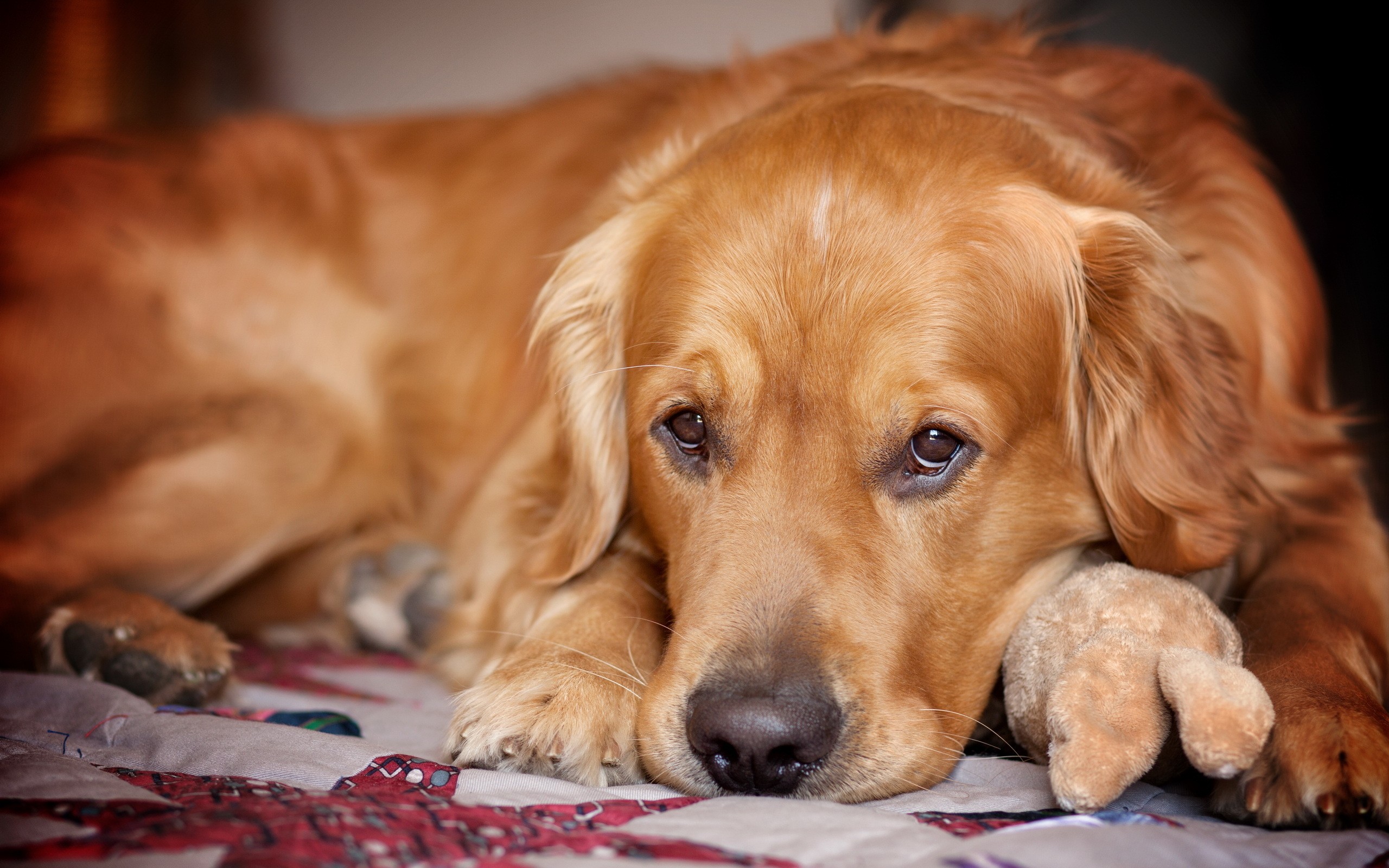 Ученые Доказана способность собак к эмпатии