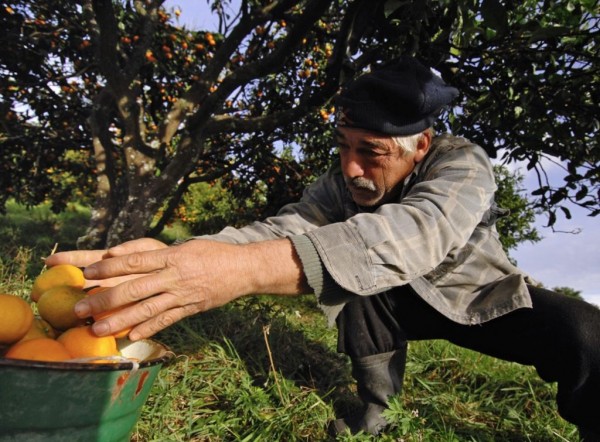В ноябре Абхазия увеличила поставки мандаринов в Россию на 30%