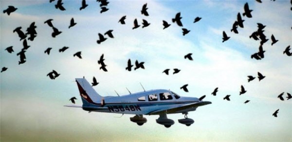 ИГИЛ будут использовать птиц-смертниц, чтобы сбивать самолеты