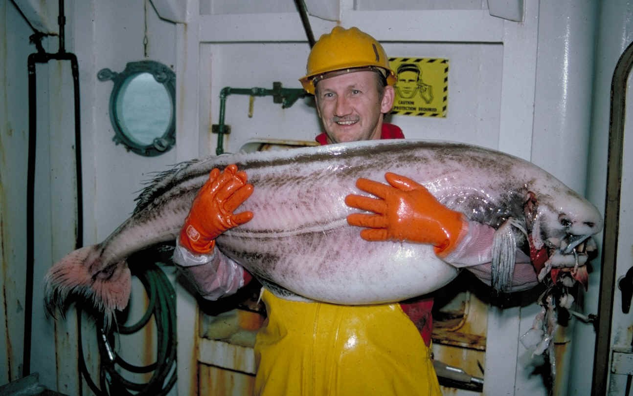Редкая рыба-тряпка была обнаружена на берегу Аляски