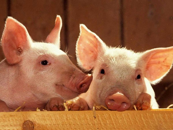 Производство свинины в России за 4 года выросло на 26%