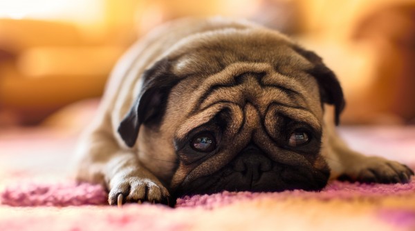 В США подсчитали подсевших на антидепрессанты домашних собак