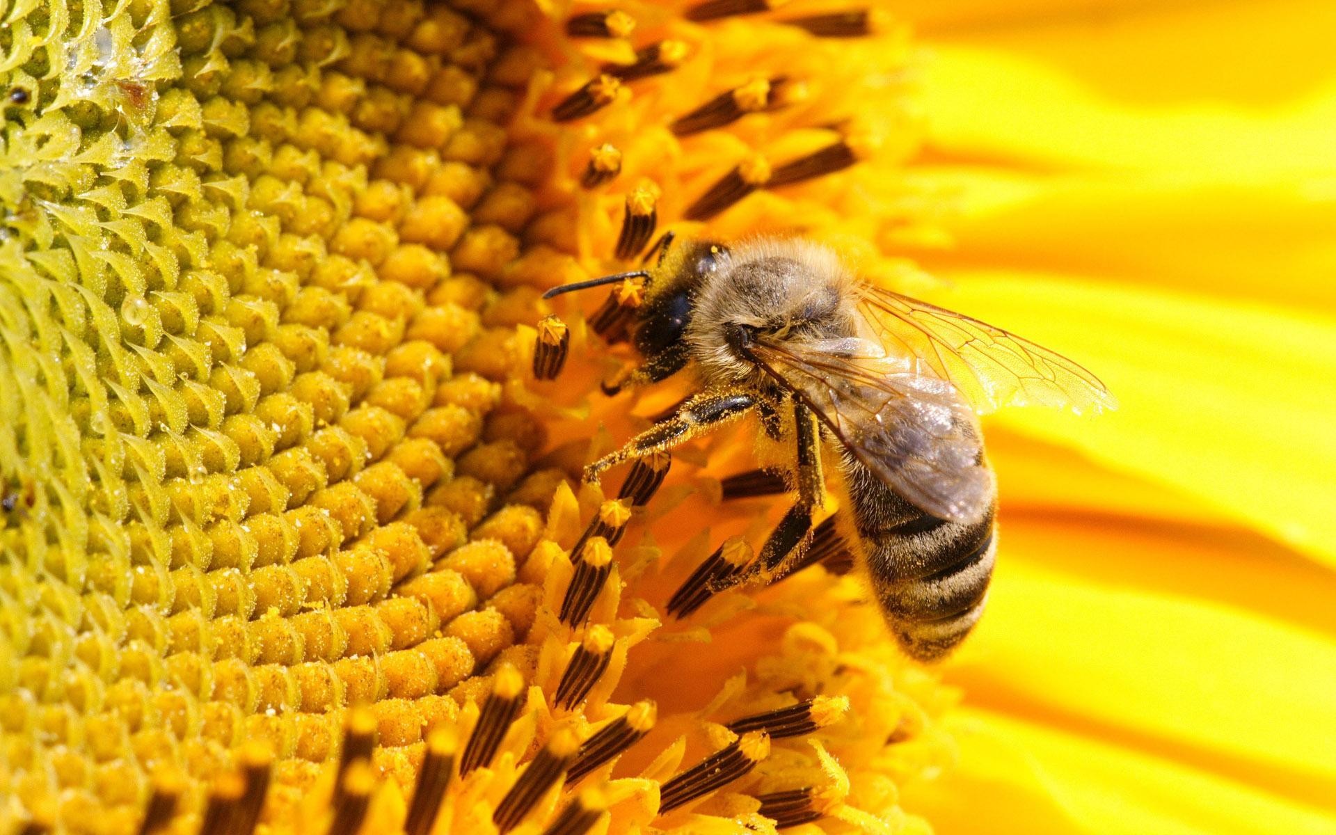 Ученые обвинили человека в распространении заболеваний среди пчел