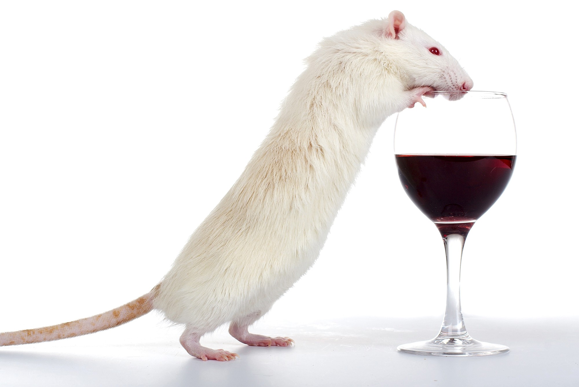 Ученые Спокойные личности более подвержены алкоголизму