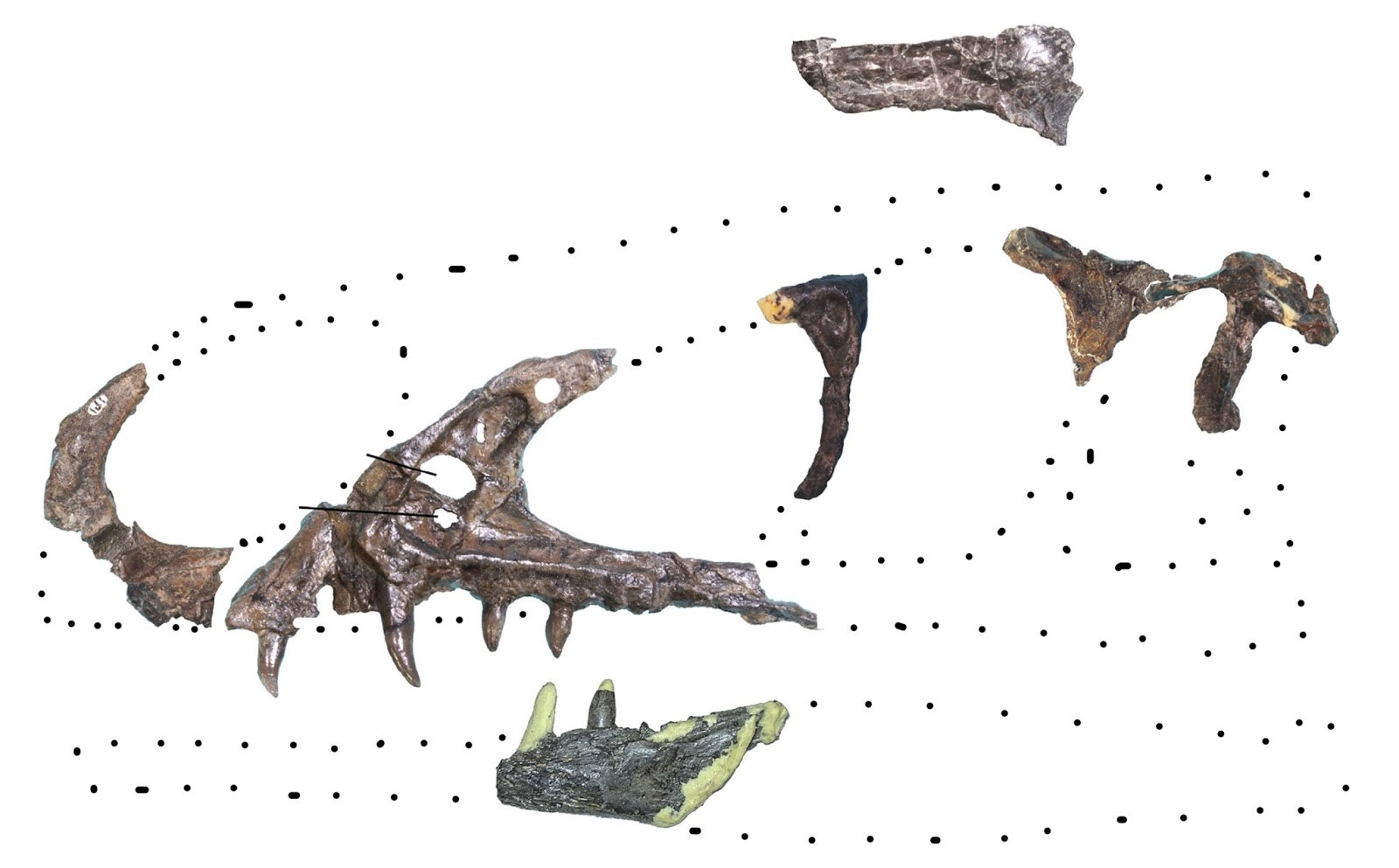 В Японии археологи нашли седьмого динозавра