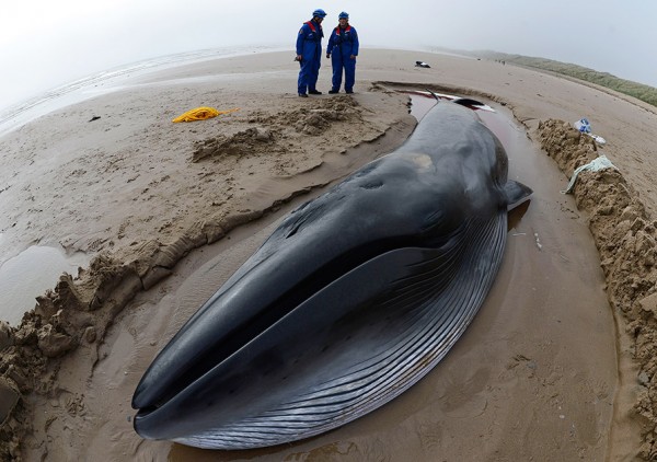 Российские подлодки убивают китов – Британские СМИ