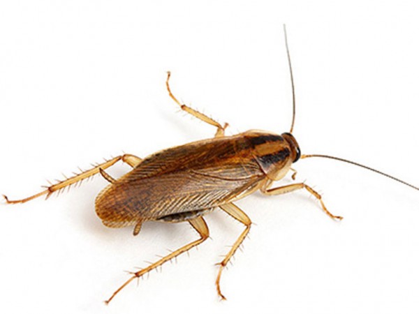Ученые рассказали, почему тараканов сложно убить