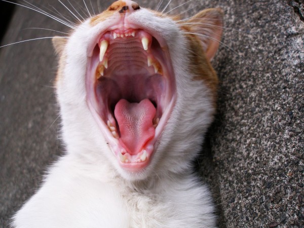 Ученые научились с помощью стволовых клеток лечить стоматит у кошек