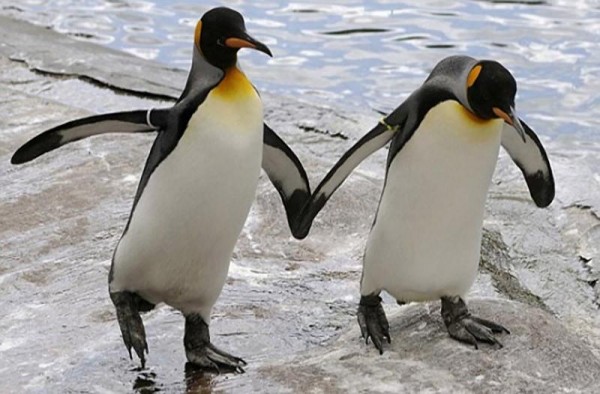 Пару пингвинов-геев выгнали из Берлинского зоопарка