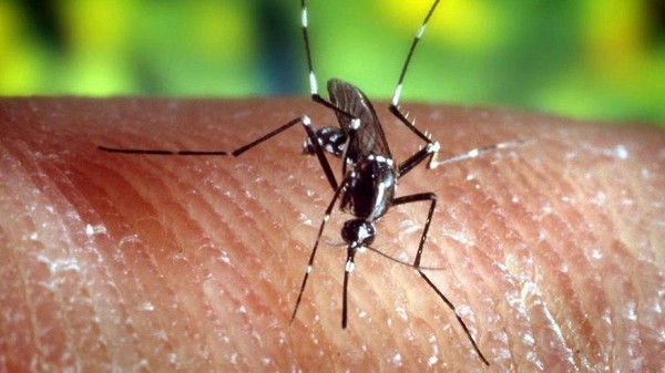 Учёные сделали прорыв в борьбе с малярией