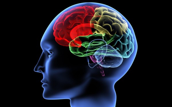 Ученые: Мозг самостоятельно отсеивает ненужную информацию