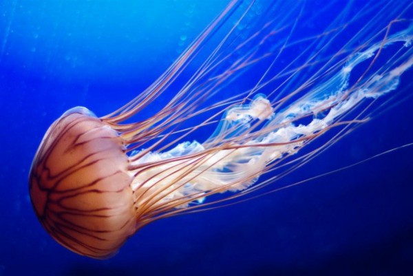 Ученые обнаружили неизвестный ранее вид медуз в Марианской впадине