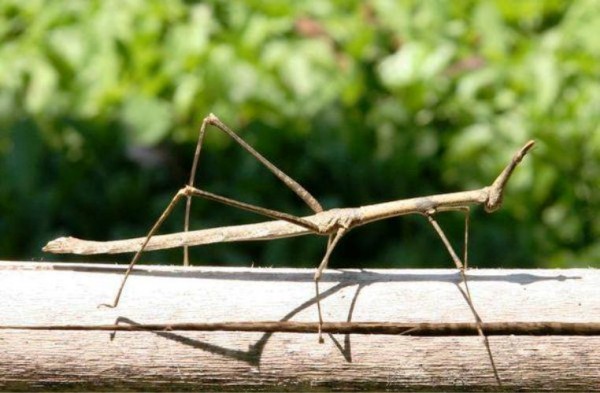 В Китае обнаружено самое длинное насекомое в мире