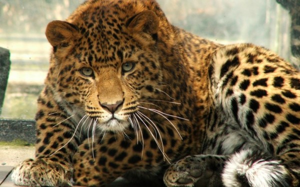 Ученые: Ареал обитания леопарда сократился на 75%