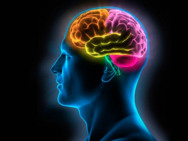 Ученые заявили, что за повседневные решения отвечает отдельная часть мозга