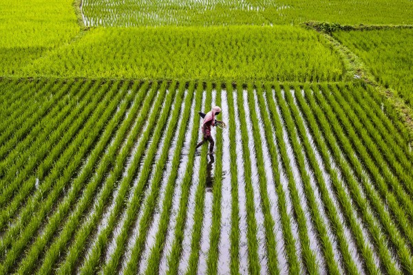 В Китае обнаружили самое древнее рисовое поле