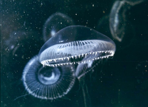 Учёные: Мутации в белках медуз помогут излечить генетические заболевания