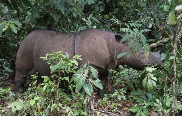 На территории Индонезии родился представитель редкого вида носорогов