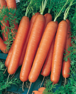 Учёные назвали морковь суперпродуктом