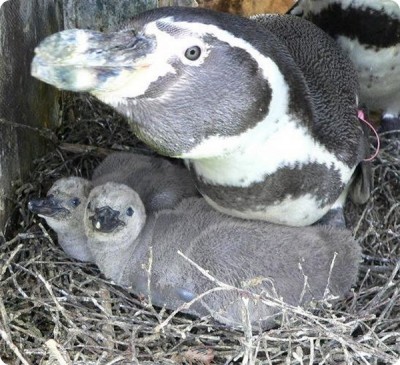 В Новосибирский зоопарк прибыла первая группа пингвинов