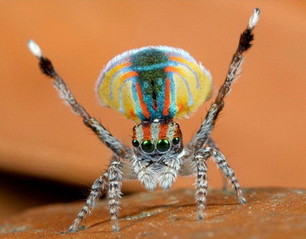 Ученые обнаружили семь новых разновидностей паука-павлина