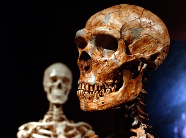 Ученые: Неандертальцы передали человеку «вредные» гены