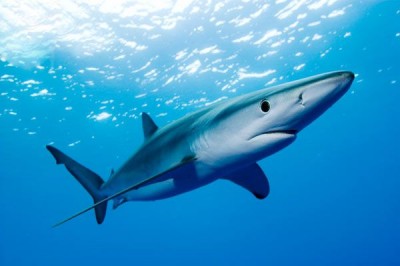Голубая акула стала жертвой фотосессии туристов