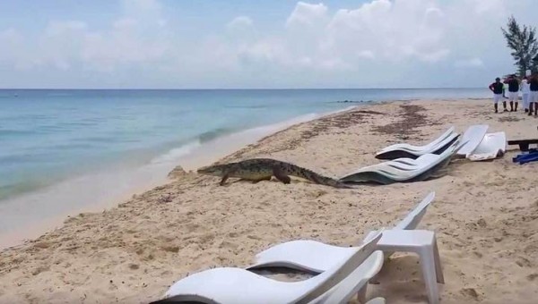 Трехметровый крокодил навел панику на оживленном пляже. Видео