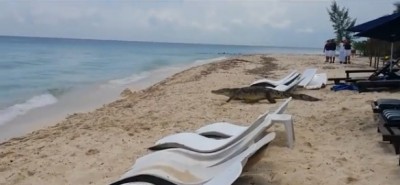 Гигантский крокодил до смерти напугал туристов на пляже в Мексике