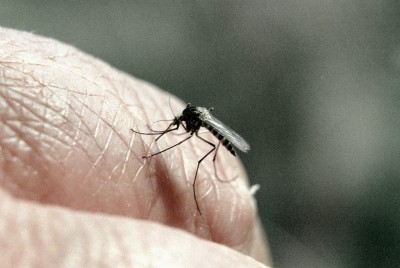 Чемпионат по ловле комаров прошел в Швеции
