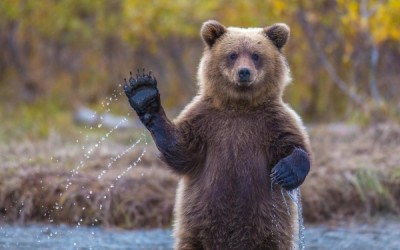 В Финляндии карета «Скорой помощи»  столкнулась с медведем