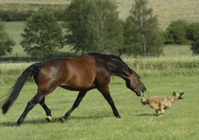 В Приморье лошадь откусила ребенку губу