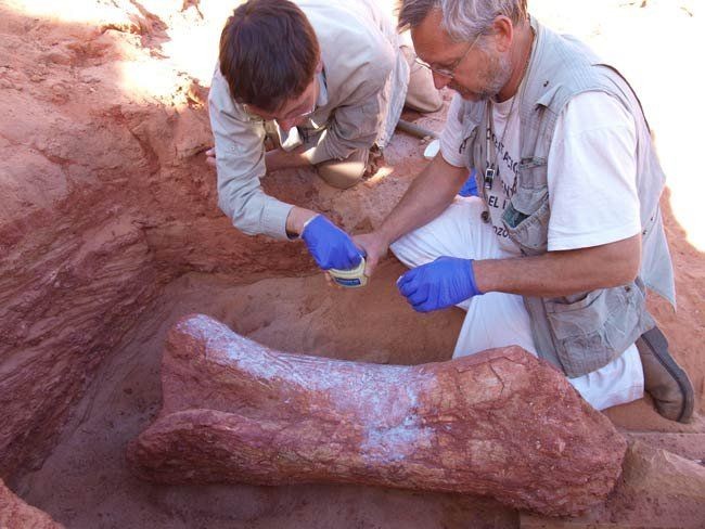 Ученые отыскали кости неизвестного морского динозавра