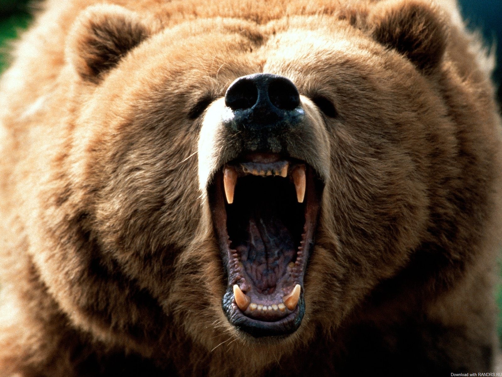 Медведь задрал грибника в Магаданской области