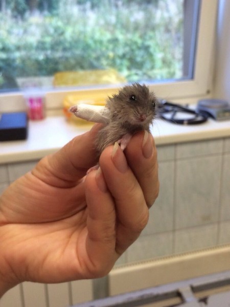 Фото: Ветеринар из Карелии ювелирно наложил гипс хомяку