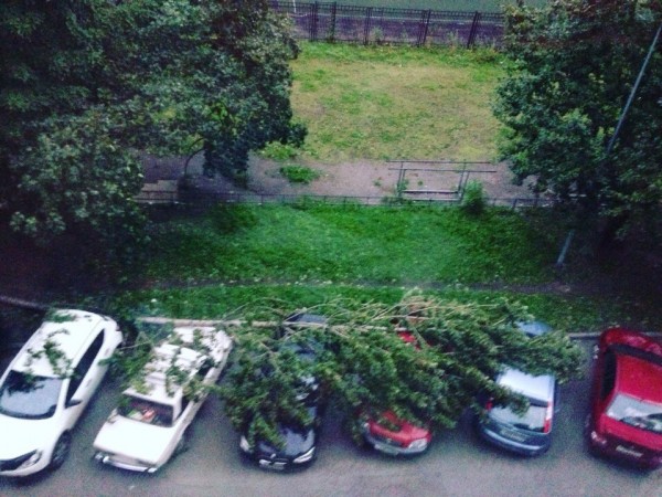 Ветер повалил в Петербурге 75 деревьев