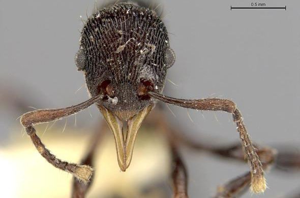 В желудке лягушки найден новый вид муравьев с челюстями-щипцами