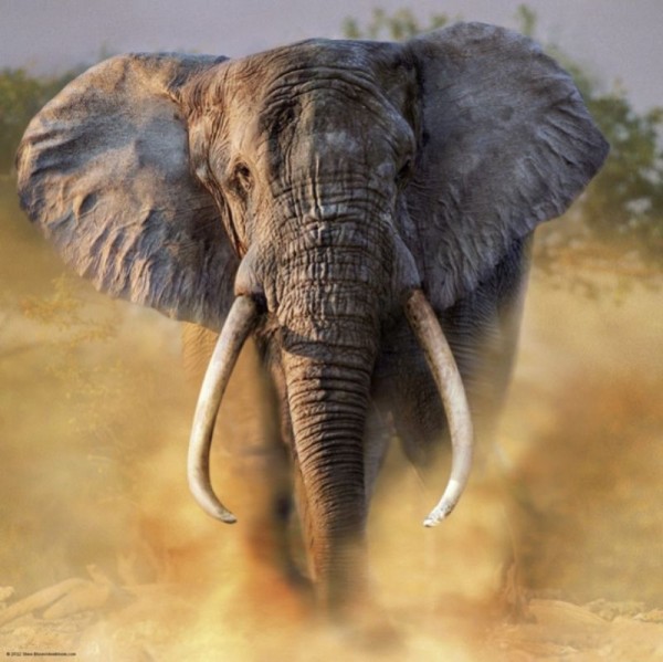 Браконьеры уничтожили треть африканских слонов за семь лет