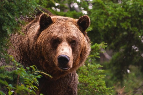 Три огромных медведя спасаются от охотника в Амурской области