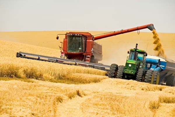 Руководитель Минсельхоза не исключает возвращения экспортной пошлины на пшеницу